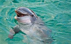 Show met dolfijnen