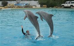 Show met dolfijnen